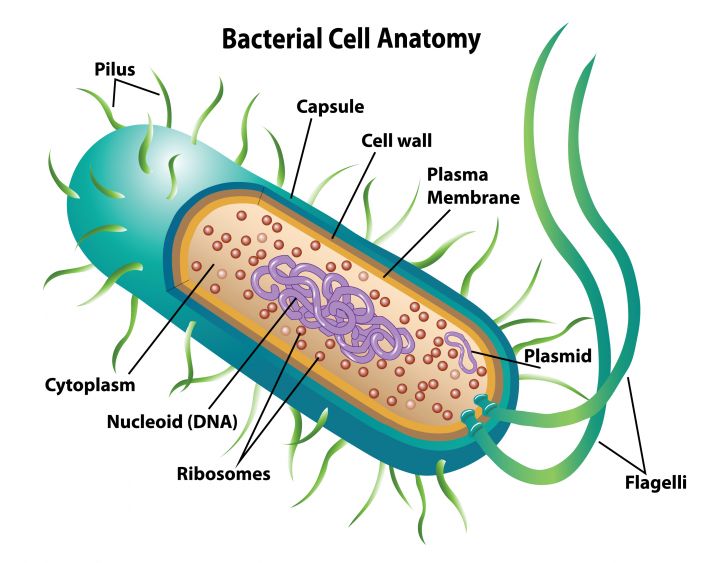 Cell Biology - GCSE Biology & GCSE Combined Science: Biology