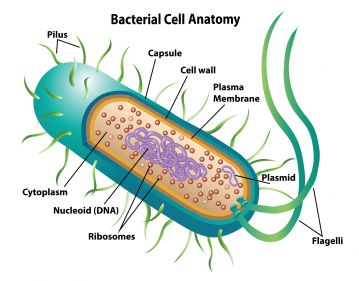 Cell Biology - GCSE Biology & GCSE Combined Science: Biology